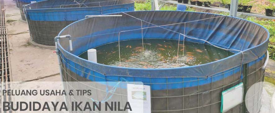 Peluang usaha ternak ikan nila