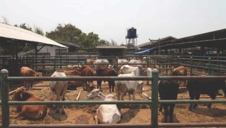 unsurtani.com_peluang usaha peternakan sapi potong