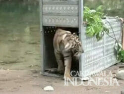 Dua Harimau Sumatra Dilepasliarkan BKSDA Sumut di Taman Nasional Kerinci