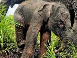 Lahir Bayi Gajah Sumatera, Ini Keseriusan BKSDA Sumsel