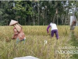 Antisipasi Musim Kering, Petani Padi di Kelurahan Pulau Minta Sumur Dangkal