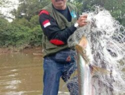 Panen Ikan Lubuk Larangan Teluk Paman Timur, Ini Kearifan Lokal Nenek Moyang