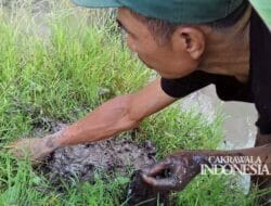 Serunya Menangkap Ikan Gabus Rawa Kering di Bantul, Yogya