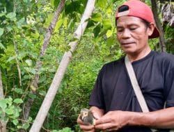 Lestarikan Satwa Langka, PLN Berhasil Tetaskan 9 Telur Burung Maleo