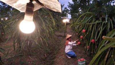 Program Electrifying Agriculture PLN Sukses Dukung Produktivitas 6.167 Petani di 197 Lokasi di Indonesia