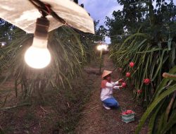 Program Electrifying Agriculture PLN Dukung Peningkatan Kualitas Pertanian indonesia, Hingga September 2023, 230.555 Petani Naik Kelas