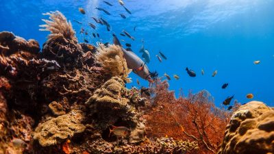 Keindahan Bawah Laut