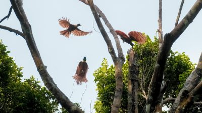 Kali Biru Genyem Papua