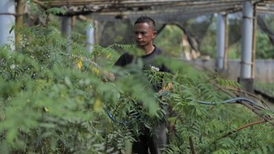 Ubah Lahan Kritis Jadi Hijau dan Produktif, PLN Kembangkan Ekosistem Biomassa Berbasis Pertanian Terpadu