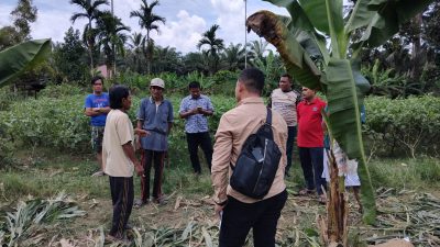 Perampokan di Tanjung Bungo