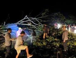 Hujan dan Angin Kencang Melanda Kampar,  Masyarakat dan Polisi Berjibaku Bersihkan 6 Pohon Tumbang