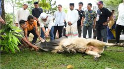 Potong Hewan Kurban Halaman Masjid Muhajirin Kantor Bupati, Sekda Distribusikan Daging ke THL dan Pegawai Kebersihan di Lingkungan Setdakab Kampar