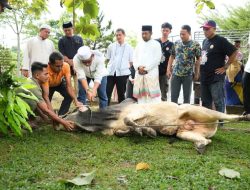 Potong Hewan Kurban Halaman Masjid Muhajirin Kantor Bupati, Sekda Distribusikan Daging ke THL dan Pegawai Kebersihan di Lingkungan Setdakab Kampar
