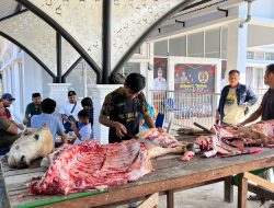 Berkah Idul Adha 1446 H, PWI Kampar Sembelih Hewan Qurban