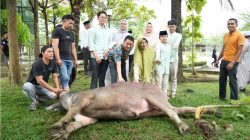 Bentuk Kepedulian Pemda, Ratusan THL dan Petugas Kebersihan di Sekdakab Kampar Dapat Daging Kurban