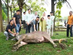 Bentuk Kepedulian Pemda, Ratusan THL dan Petugas Kebersihan di Sekdakab Kampar Dapat Daging Kurban