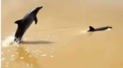 Heboh Ikan Lumba-lumba Muncul di Sungai Batang Lubuh Rokan Hulu, Ini Kata Bupati Anton