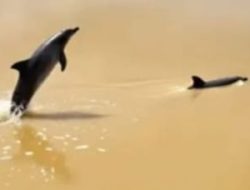 Heboh Ikan Lumba-lumba Muncul di Sungai Batang Lubuh Rokan Hulu, Ini Kata Bupati Anton