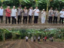 Perkuat Ketahanan Pangan, Polsek Rambah Tanam Jagung di Bangun Purba