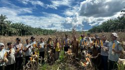 Langsung Turun Kawal Panen Jagung, Kapolsek Rambah Hilir Dukung Program Asta Cita
