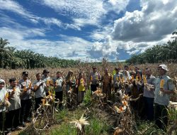 Langsung Turun Kawal Panen Jagung, Kapolsek Rambah Hilir Dukung Program Asta Cita