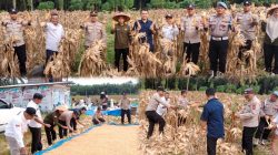 Sukses Panen Raya 4 Ton Jagung, Polsek Tambusai Utara Dukung Swasembada Pangan 2026
