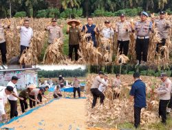 Sukses Panen Raya 4 Ton Jagung, Polsek Tambusai Utara Dukung Swasembada Pangan 2026