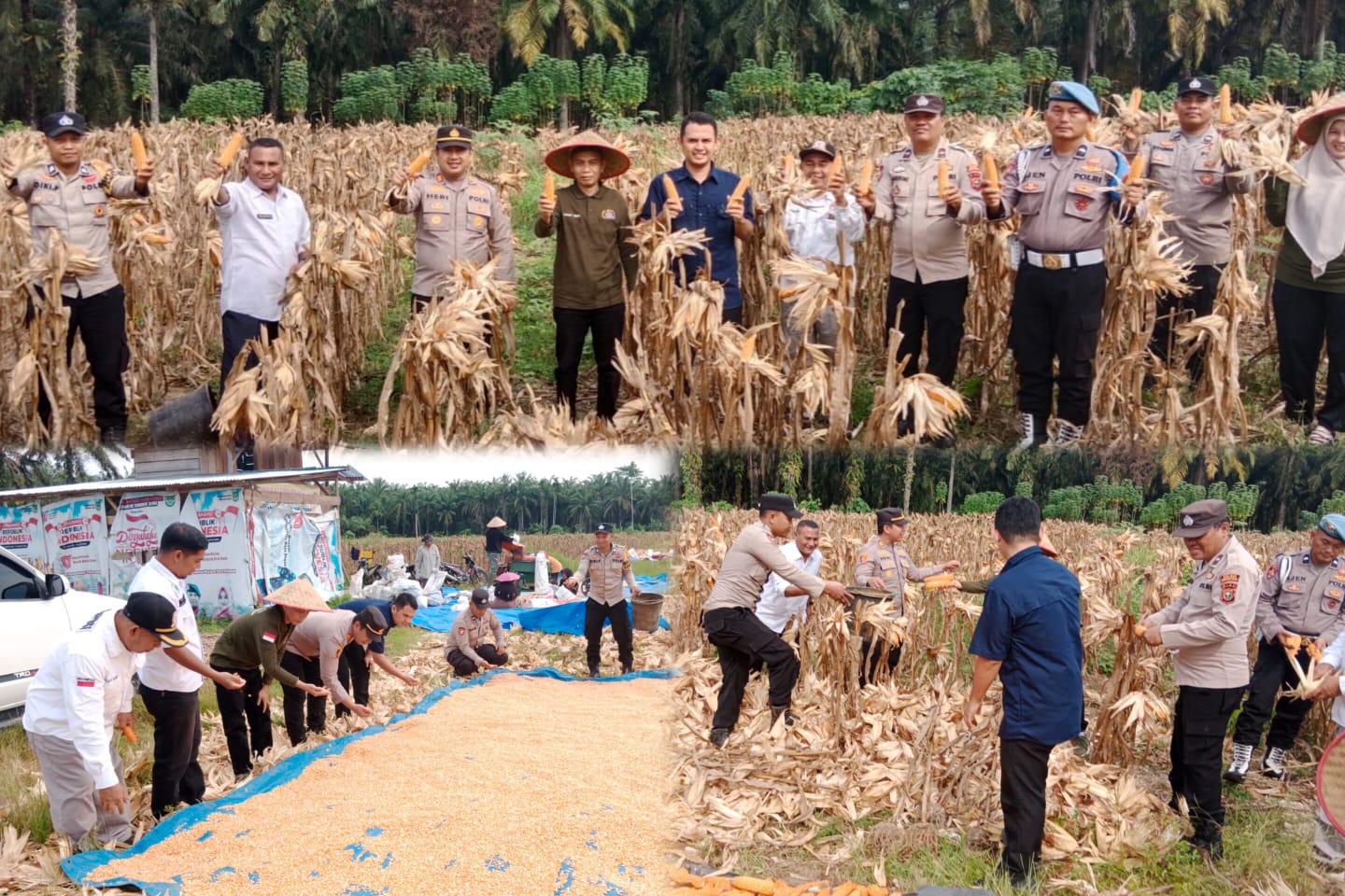 Polsek Tambusai Utara
