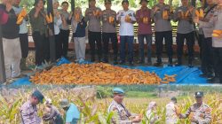 Polsek Rambah dan Petani Panen Jagung 4 Ton, Wujudkan Program Swasembada Pangan 2026
