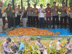 Polsek Rambah dan Petani Panen Jagung 4 Ton, Wujudkan Program Swasembada Pangan 2026