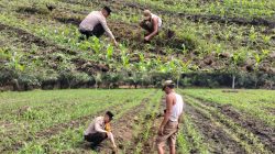 Perkuat Ketahanan Pangan di Desa Mekar Jaya, Polsek Tambusai Utara Pantau Pertumbuhan Jagung