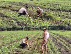 Perkuat Ketahanan Pangan di Desa Mekar Jaya, Polsek Tambusai Utara Pantau Pertumbuhan Jagung