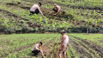 Pantau Pertumbuhan Jagung