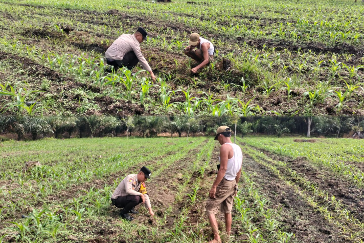Pantau Pertumbuhan Jagung