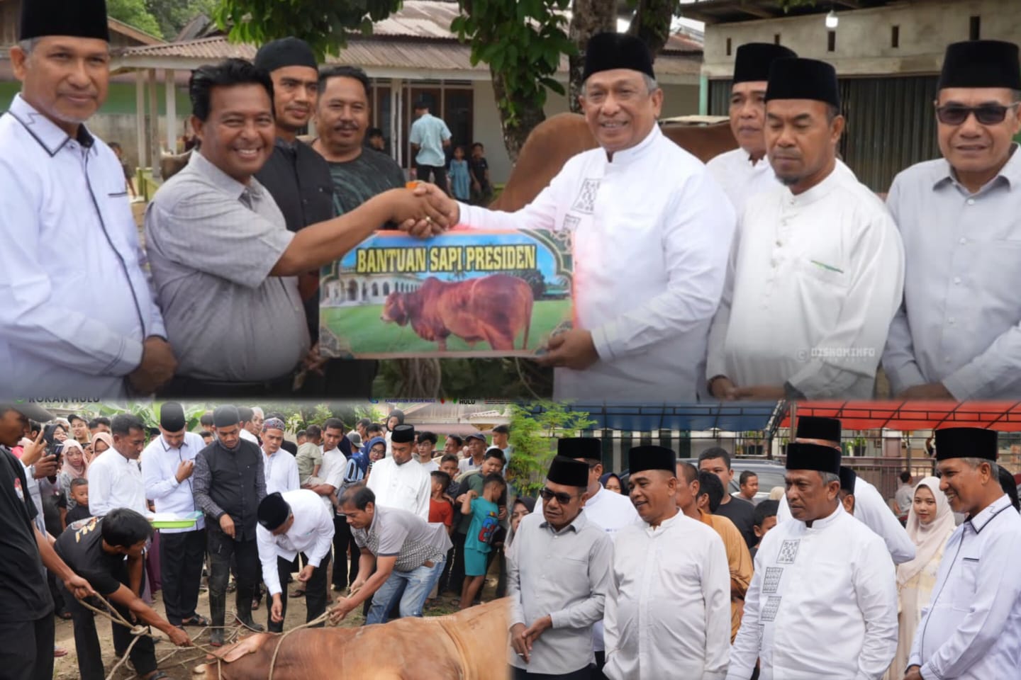 Sapi Kurban Bantuan Presiden RI