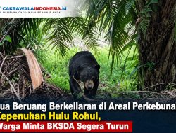 Dua Beruang Berkeliaran di Areal Perkebunan Kepenuhan Hulu Rohul, Warga Minta BKSDA Segera Turun