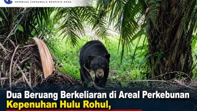 Beruang di Kepenuhan Hulu