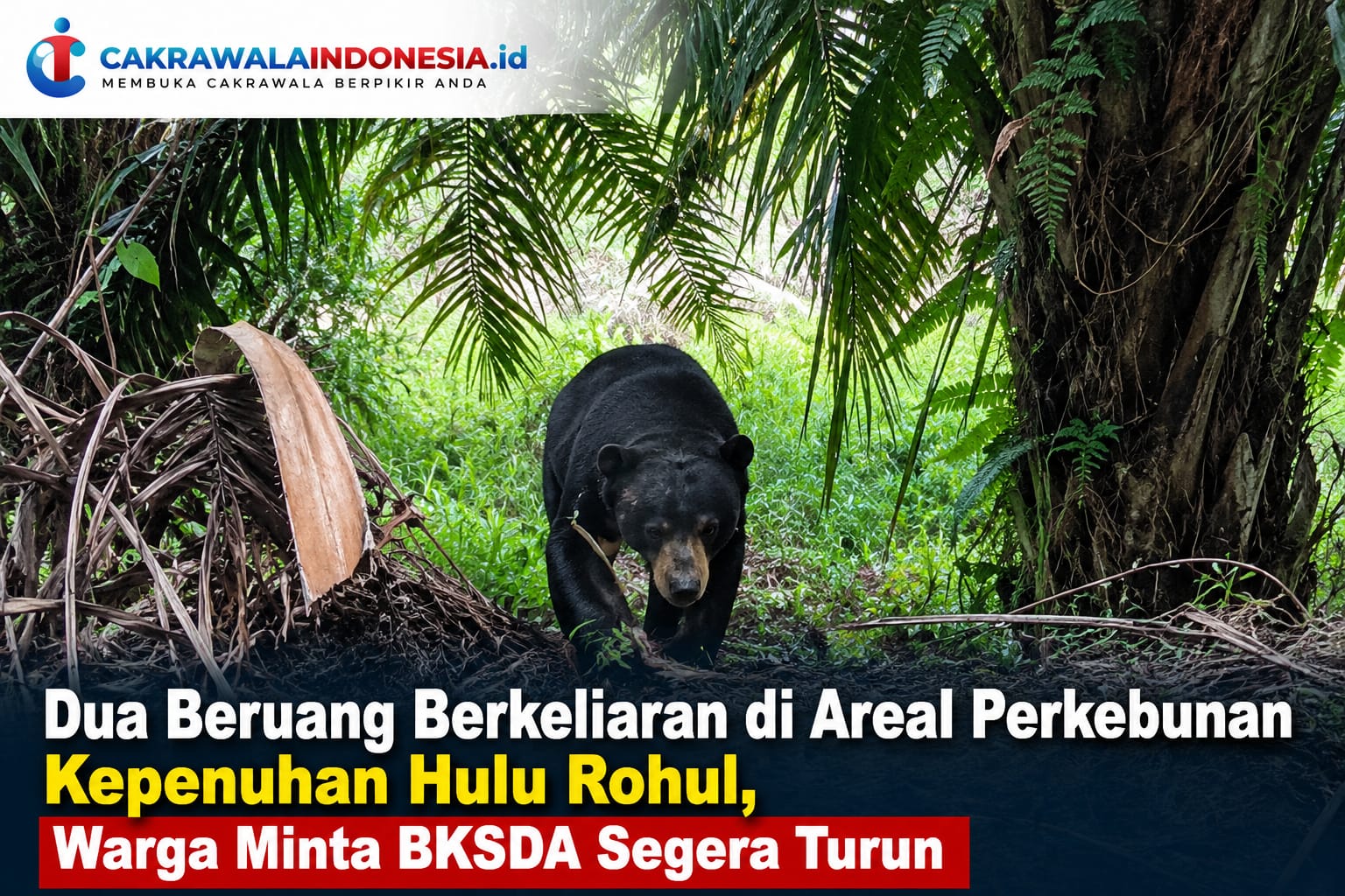 Beruang di Kepenuhan Hulu