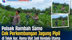 Polsek Rambah Samo Cek Perkembangan Jagung Pipil di Teluk Aur, Hama Ulat Jadi Kendala Utama