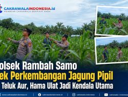 Polsek Rambah Samo Cek Perkembangan Jagung Pipil di Teluk Aur, Hama Ulat Jadi Kendala Utama