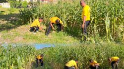 Dukung Program Ketahanan dan Swasembada Pangan Nasional, Polres Rohul Intensif Pantau Perkembangan Jagung Hibrida
