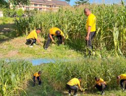 Dukung Program Ketahanan dan Swasembada Pangan Nasional, Polres Rohul Intensif Pantau Perkembangan Jagung Hibrida