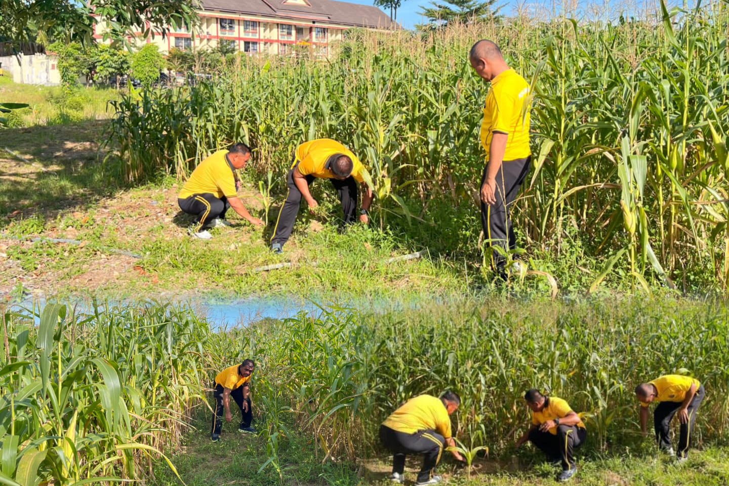 Jagung Hibrida