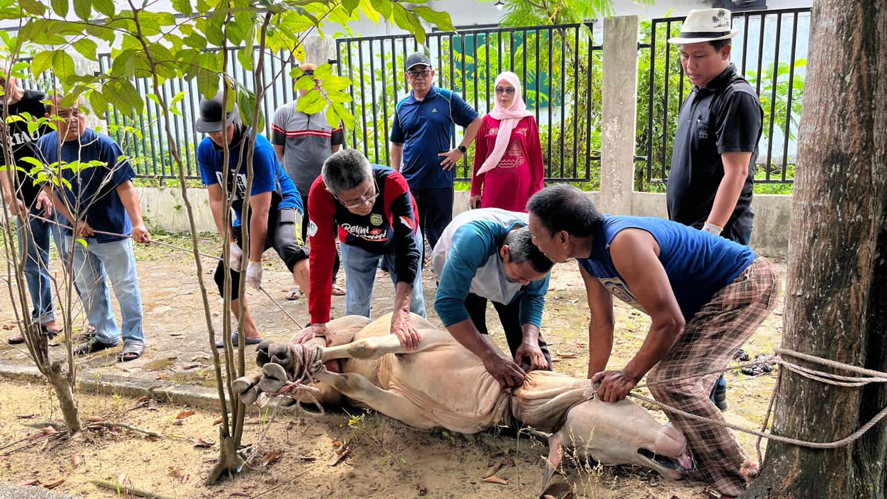 Pemotongan Hewan Kurban PWI Riau