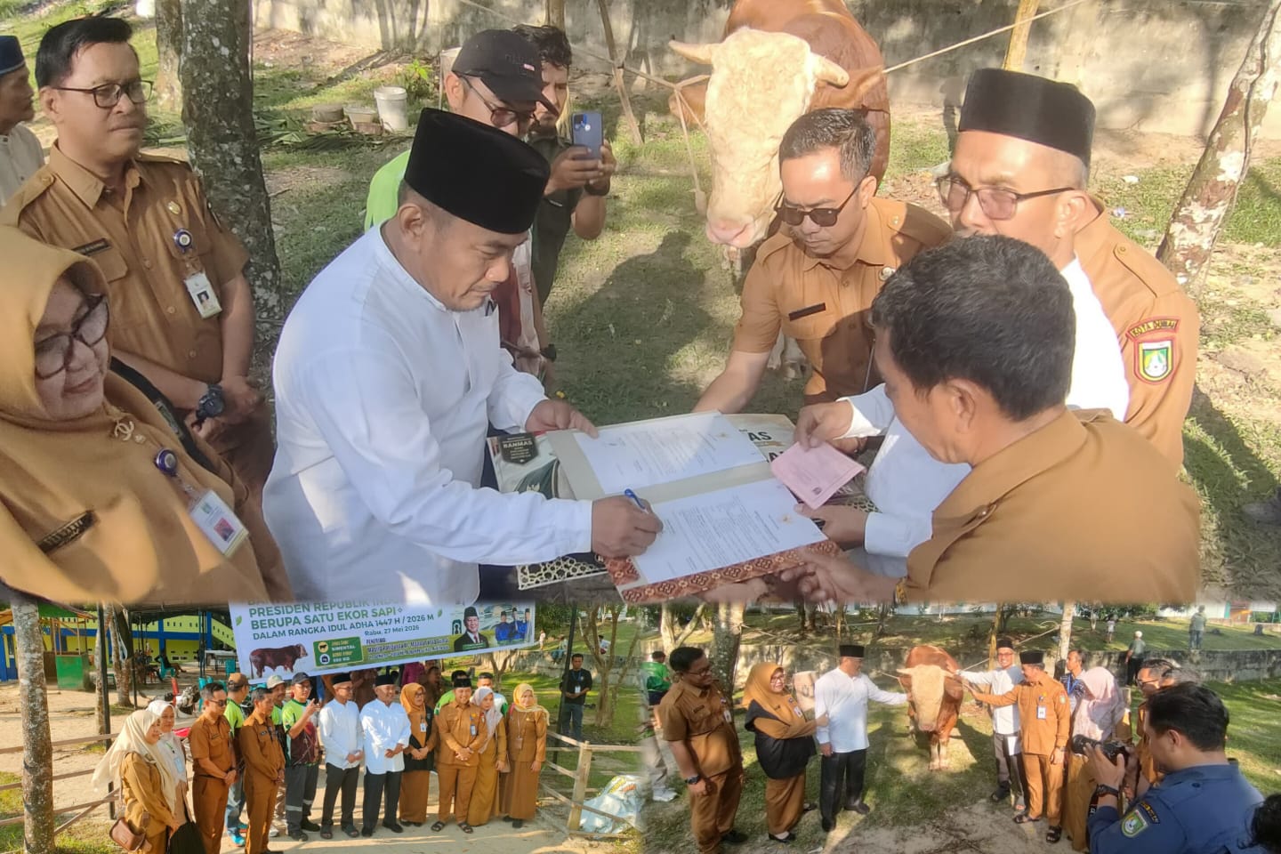 Bantuan Sapi Presiden