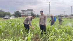 Aksi Nyata Dukung Ketahanan Pangan, Bag SDM Polres Rohul Pantau Tanaman Jagung di Lahan Pemda