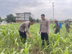 Aksi Nyata Dukung Ketahanan Pangan, Bag SDM Polres Rohul Pantau Tanaman Jagung di Lahan Pemda
