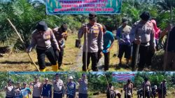 Sinergi Polsek Rambah Samo dan Petani, Tanam Jagung 1,5 Hektar Dukung Ketahanan Pangan Nasional