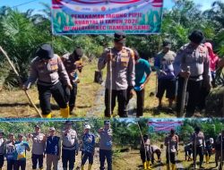 Sinergi Polsek Rambah Samo dan Petani, Tanam Jagung 1,5 Hektar Dukung Ketahanan Pangan Nasional
