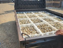 Dari Sulit Menjual Telur hingga Membangun Pasar Sendiri, Perjalanan Sahabat Puyuh HATASWA